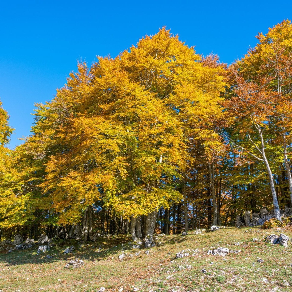 Monte Livata Trekking 